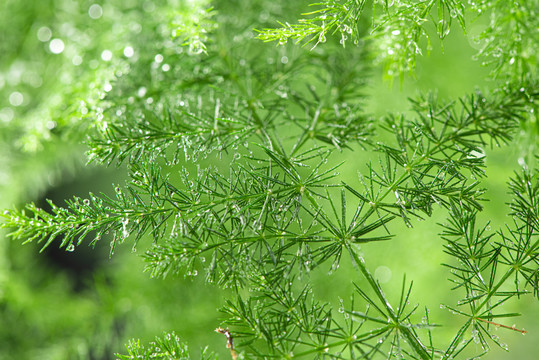 绿色植物水珠雨水