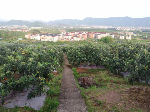 高山枇杷园