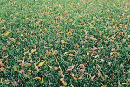 草坪上的落叶