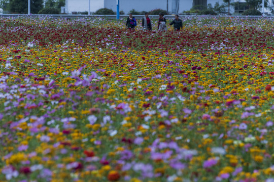 龙感湖观花