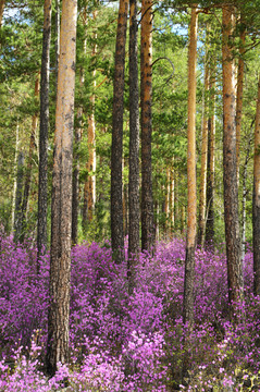 杜鹃花