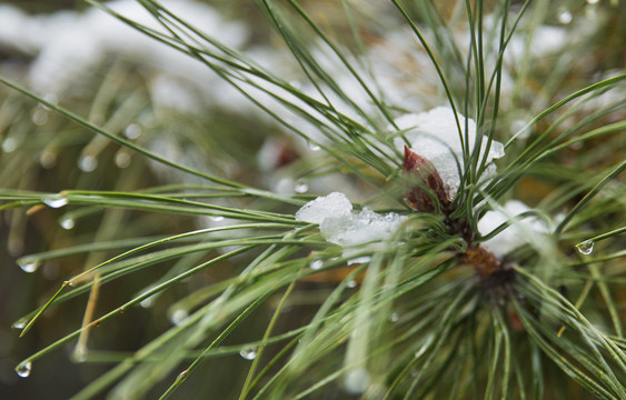 雪中的松枝