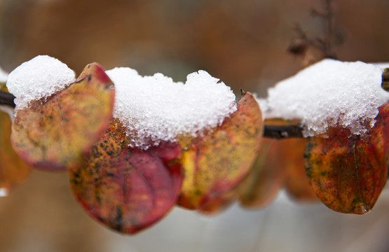 雪中的树叶