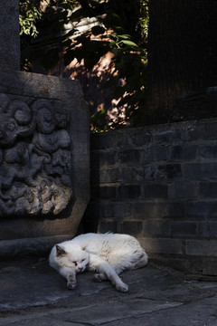 古寺與貓