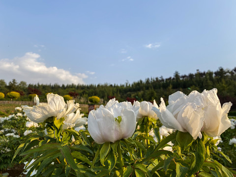 春暖花开