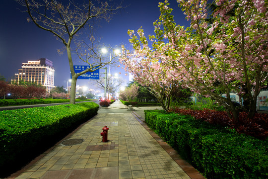 夜晚樱花