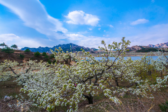 北镇梨花