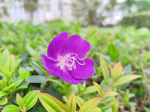 野牡丹花