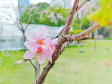 樱花