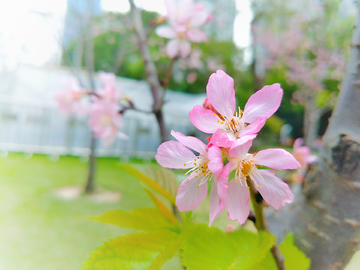 樱花