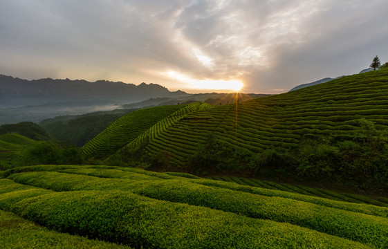 鹤峰木耳山茶园