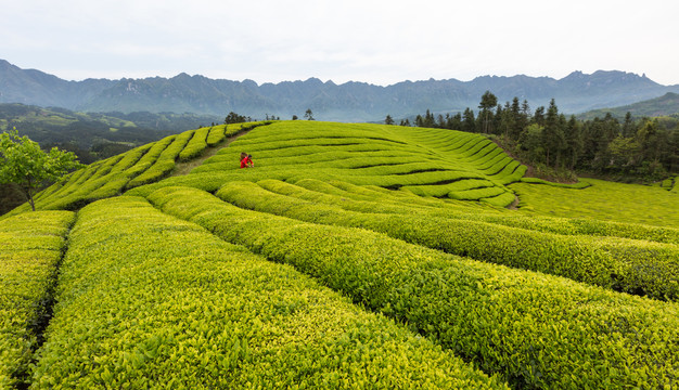 鹤峰木耳山茶园