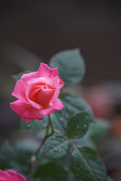 月季花