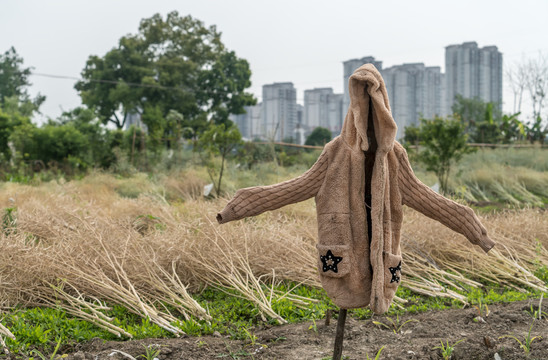 稻草人假人庄稼地城市背景