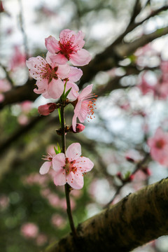 桃花