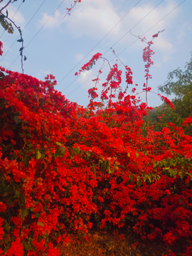 叶子花