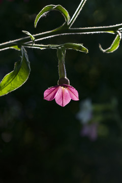 花烟草