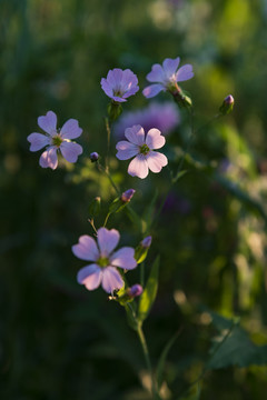 麦蓝菜