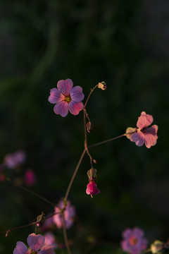 麦蓝菜