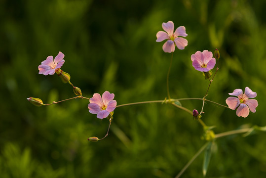 麦蓝菜