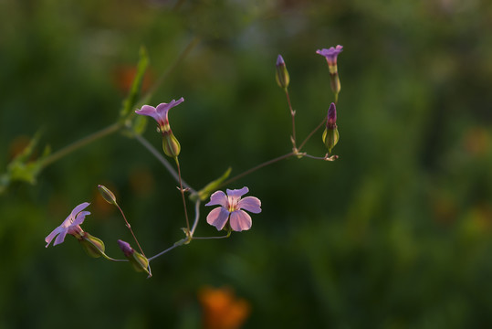 麦蓝菜