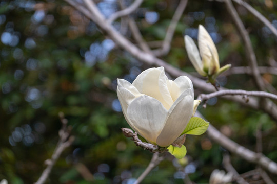 春天的花