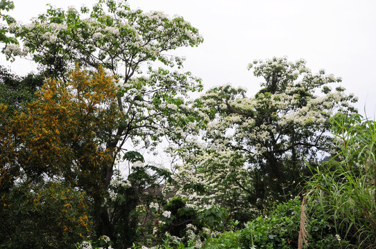 油桐花