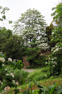 油桐花