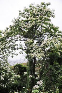 油桐花