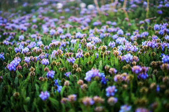 花海