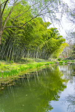 竹林岸边湖水春夏天环境