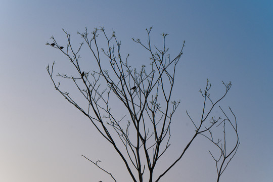 枯树剪影枝头小鸟春夏天环境