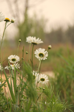 雏菊