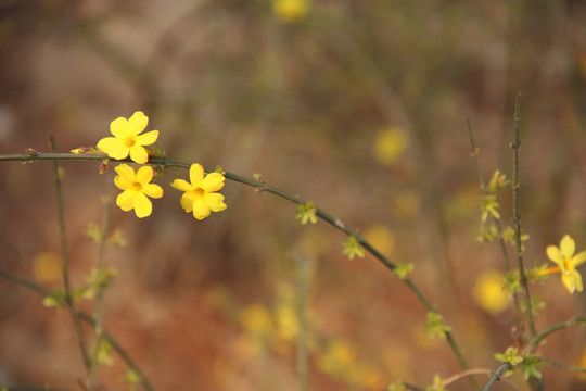 迎春花