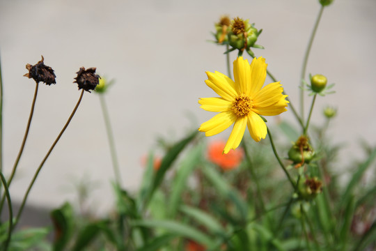 菊芋