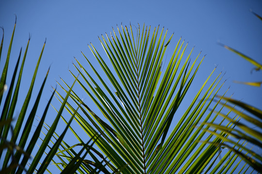 椰子过程一专辑一一椰子树叶