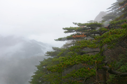 黄山