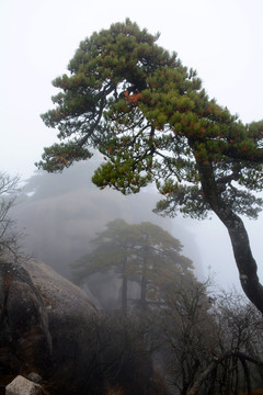 黄山松