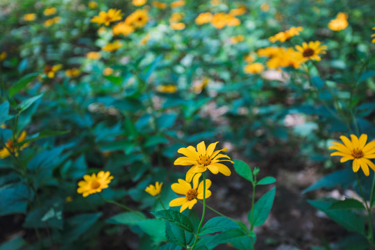 公园小路庭院季节花草