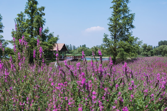 公园小路季节花草