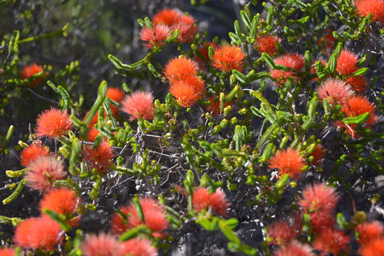 澳大利亚红花