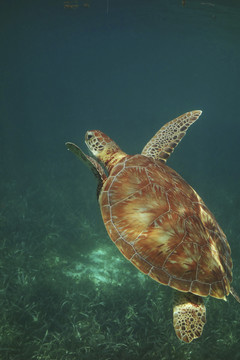 海龟的特写镜头