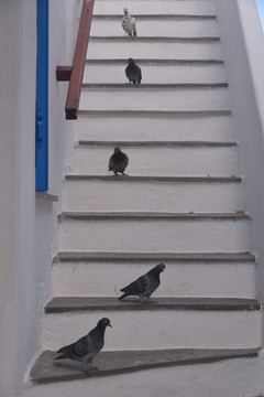 鸽子站在屋顶上