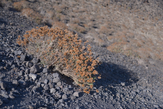 火山植物特写