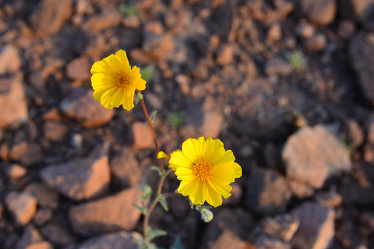 黄花