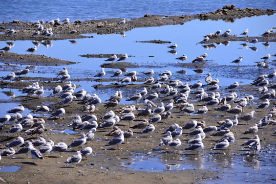 栖息在海滩上的鸟类