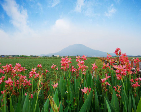 圆山脚下水仙花海