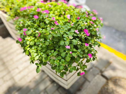 城市道路移动花箱