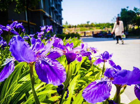 蛤蟆七花高清特写