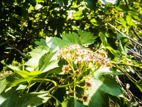 山楂花高清特写